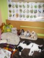 /album/fotogaleria-moj-maskot-a-talizman-macicka-kvapka/p1010124-jpg/