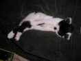 /album/fotogaleria-moj-maskot-a-talizman-macicka-kvapka/p1010129-jpg/